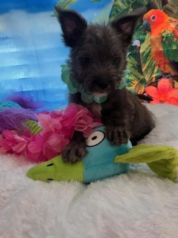Kona
