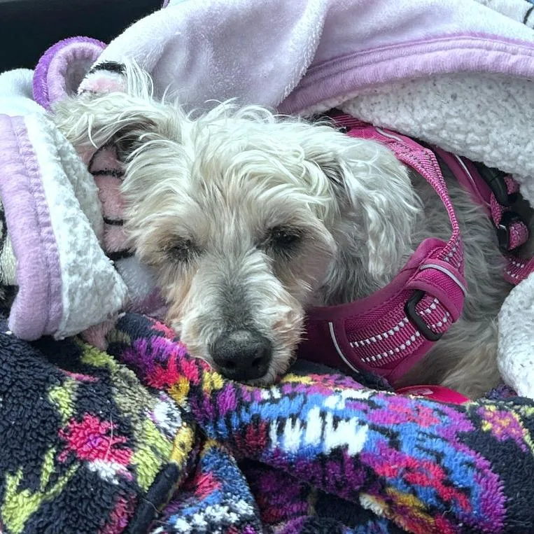 Belly Button thumbnail 4