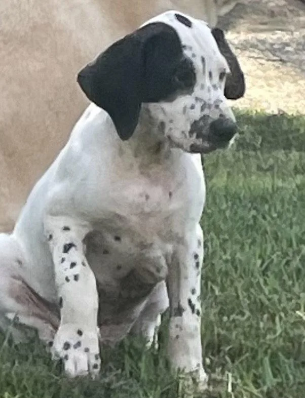 A young large-sized male Dalmatian dog named Elvis for adoption in Forest, VA