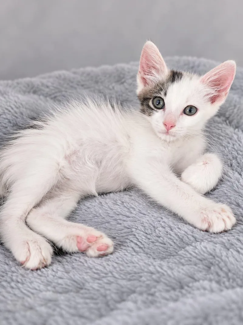 A baby small-sized male Black & White / Tuxedo Turkish Van cat named Archie Pope for adoption in Houston, TX