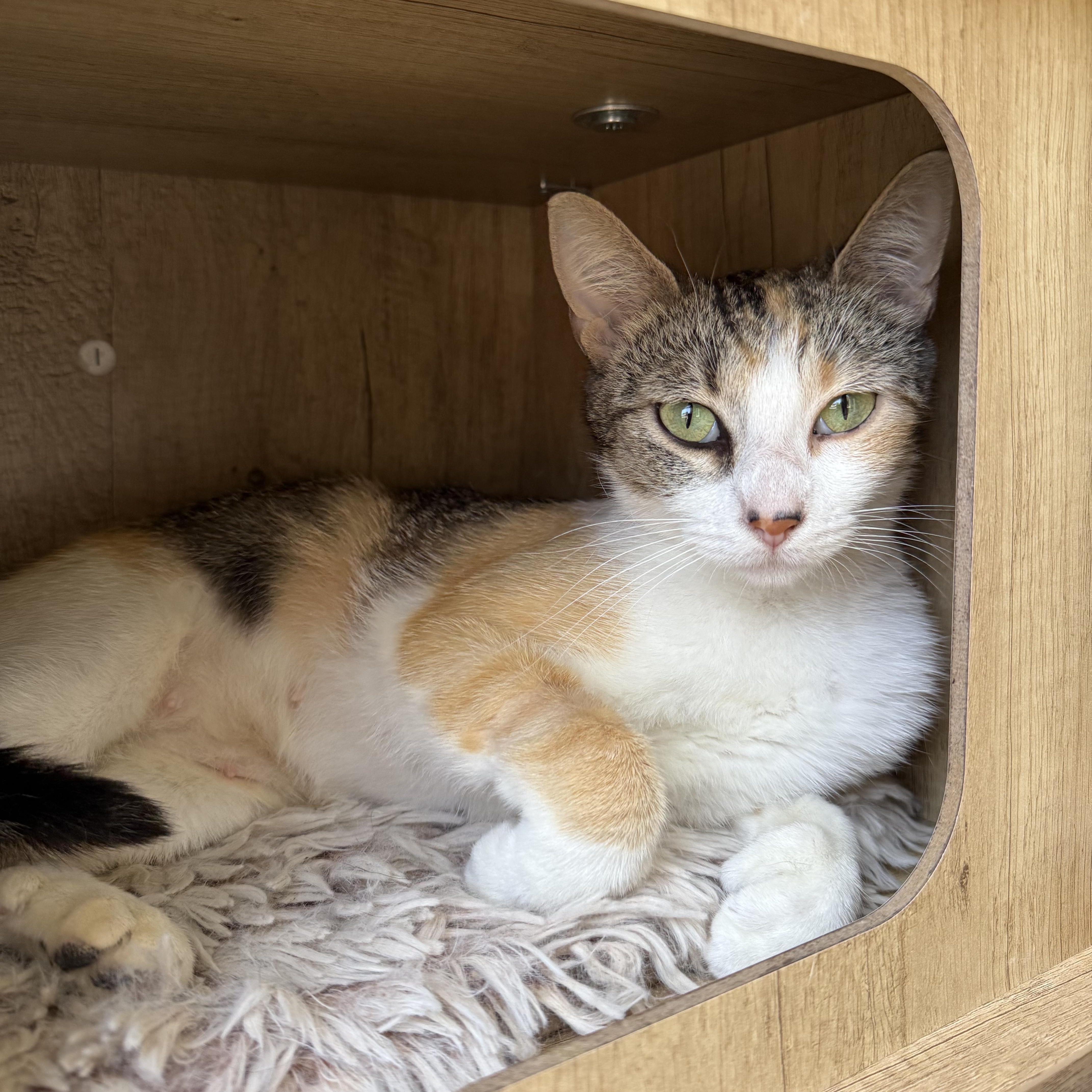 A young medium-sized female Calico Domestic Short Hair cat named Cilantro for adoption in Mount Rainier, MD