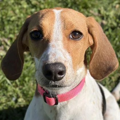 An adult medium-sized female Harrier dog named Adrienne for adoption in Jefferson, WI