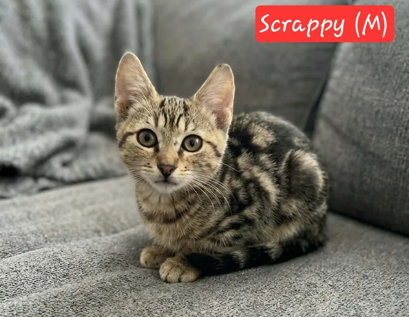 A baby medium-sized male Tabby (Brown / Chocolate) Domestic Short Hair cat named Scrappy for adoption in Ephrata, WA