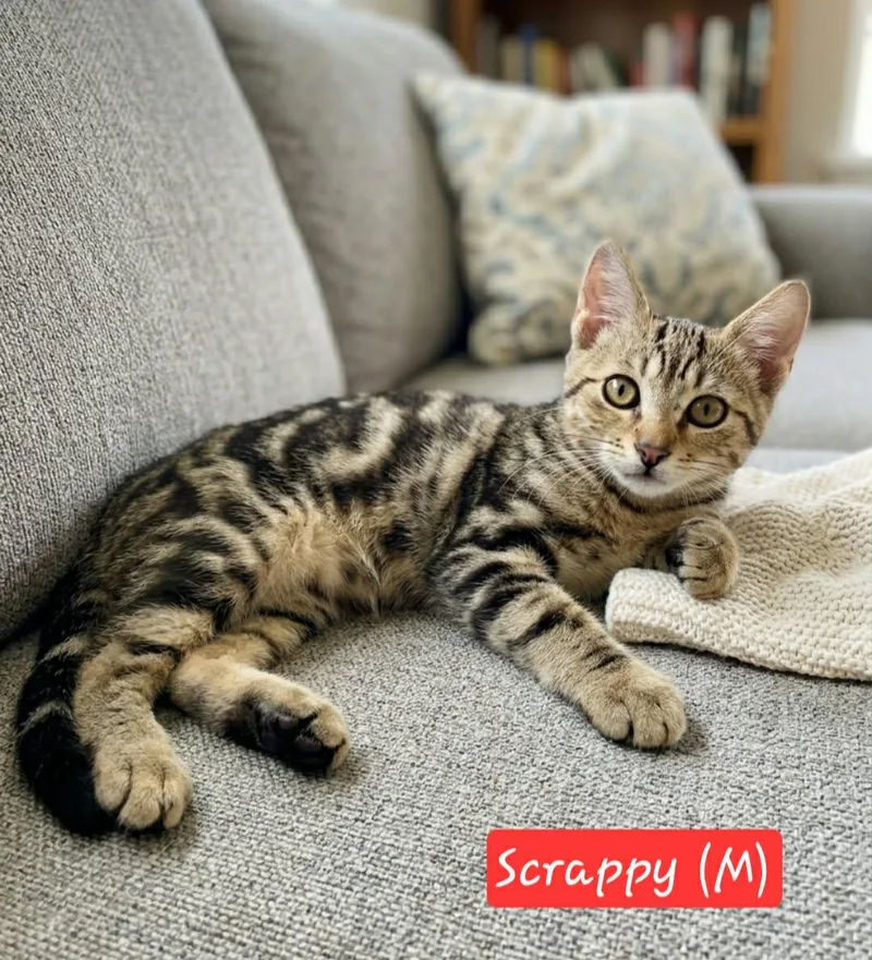 Scrappy thumbnail 2