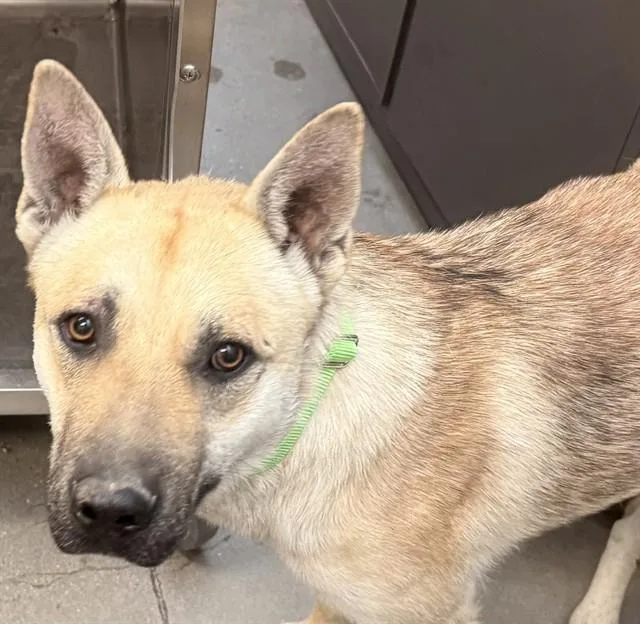 A young medium-sized male German Shepherd Dog dog named Woody for adoption in Tucson, AZ