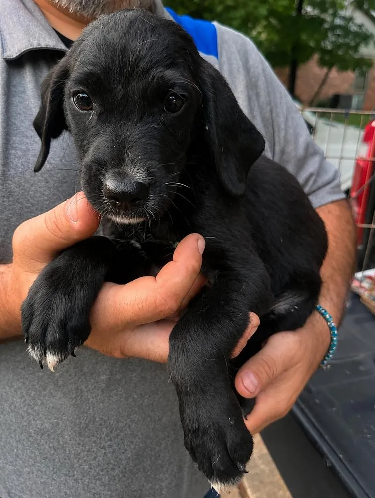 A baby medium-sized male Black Mixed Breed dog named Mickey for adoption in Groveland, MA