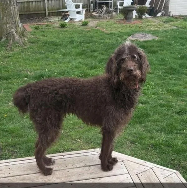 An adult large-sized female Labradoodle dog named Luna for adoption in Des Moines, IA