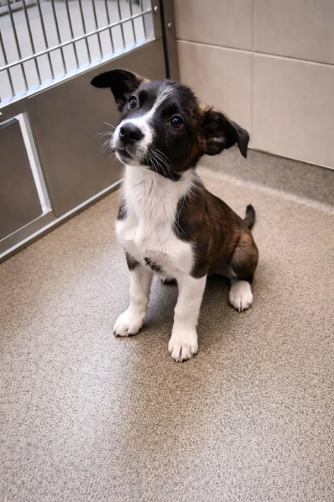 A baby small-sized male Mixed Breed dog named Randall Pup Shrek for adoption in Rome, GA