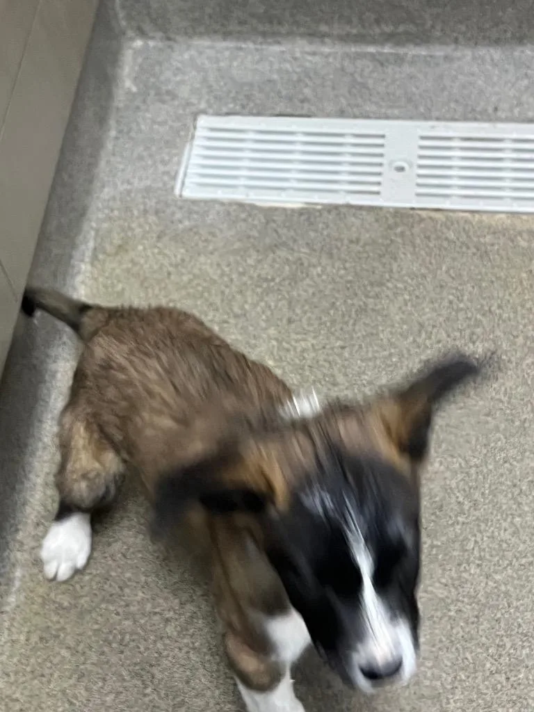 Randall Pup Shrek thumbnail 2