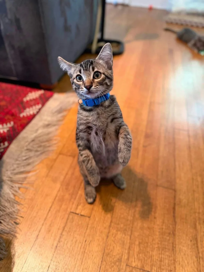 A baby medium-sized male Tabby (Brown / Chocolate) Domestic Short Hair cat named Armani for adoption in Houston, TX