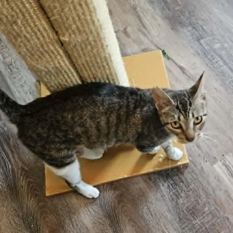 An adult medium-sized female Brown / Chocolate Domestic Short Hair cat named Mama Iris Houston for adoption in Denver, CO
