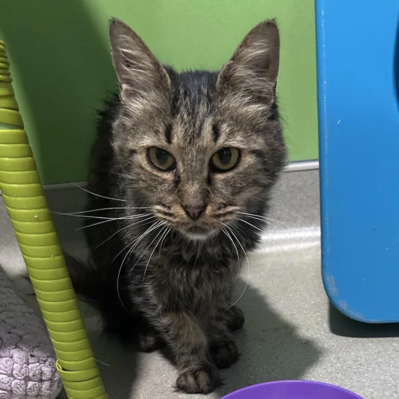 A senior medium-sized female Brown / Chocolate Domestic Long Hair cat named Grandma for adoption in Oyster Bay, NY