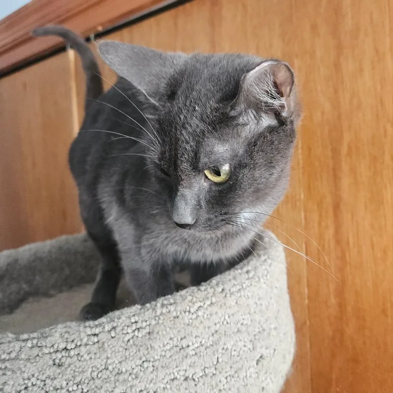 An adult small-sized female Gray / Blue / Silver Domestic Short Hair cat named Dusk for adoption in Ringtown, PA