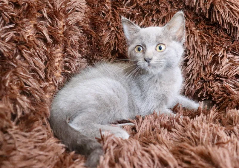 A baby medium-sized male Gray / Blue / Silver Russian Blue cat named Bentley for adoption in Saint Augustine, FL
