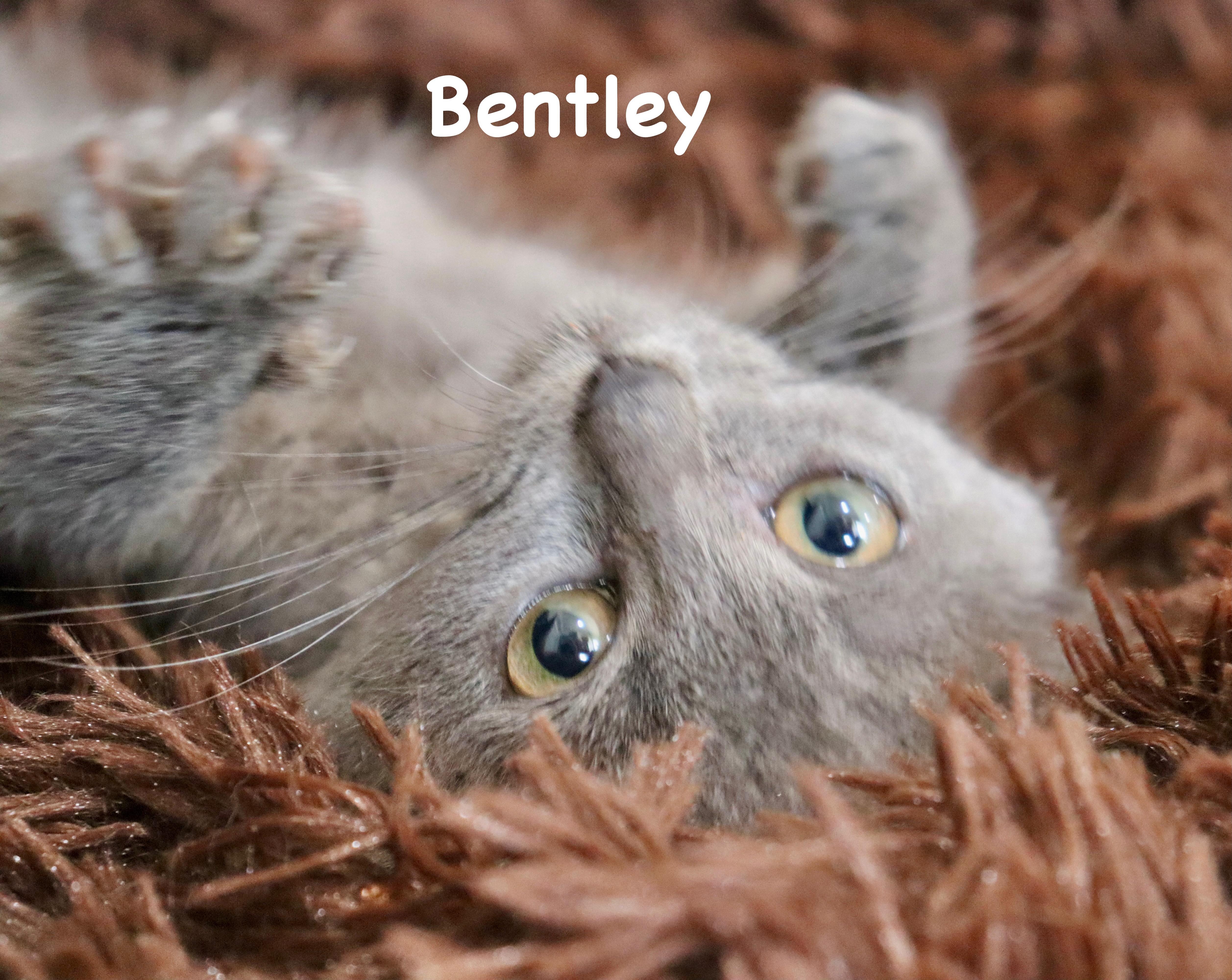 Bentley thumbnail 6