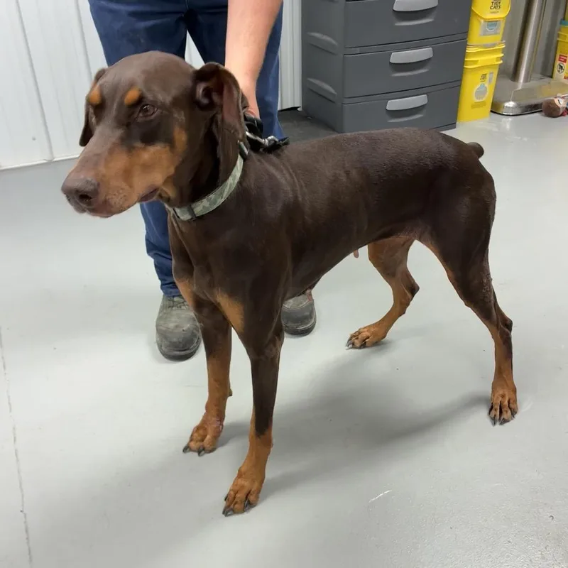 A senior large-sized female Red / Chestnut / Orange Doberman Pinscher dog named Candie for adoption in Morganfield, KY