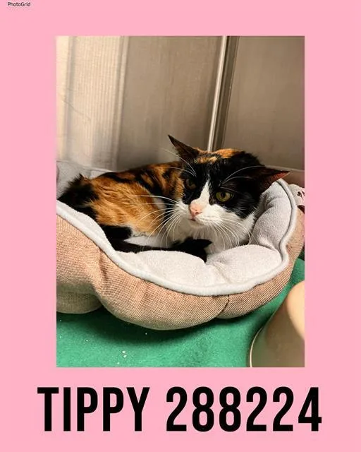 A young medium-sized female Domestic Short Hair cat named Tippy for adoption in Macon, GA
