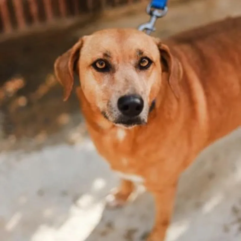 An adult medium-sized female Apricot / Beige Mixed Breed dog named Nela for adoption in San Juan, PR