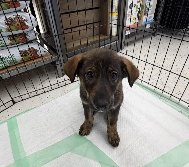 A baby large-sized female Tricolor (Brown, Black, & White) Golden Retriever dog named Clara for adoption in Pelham, AL
