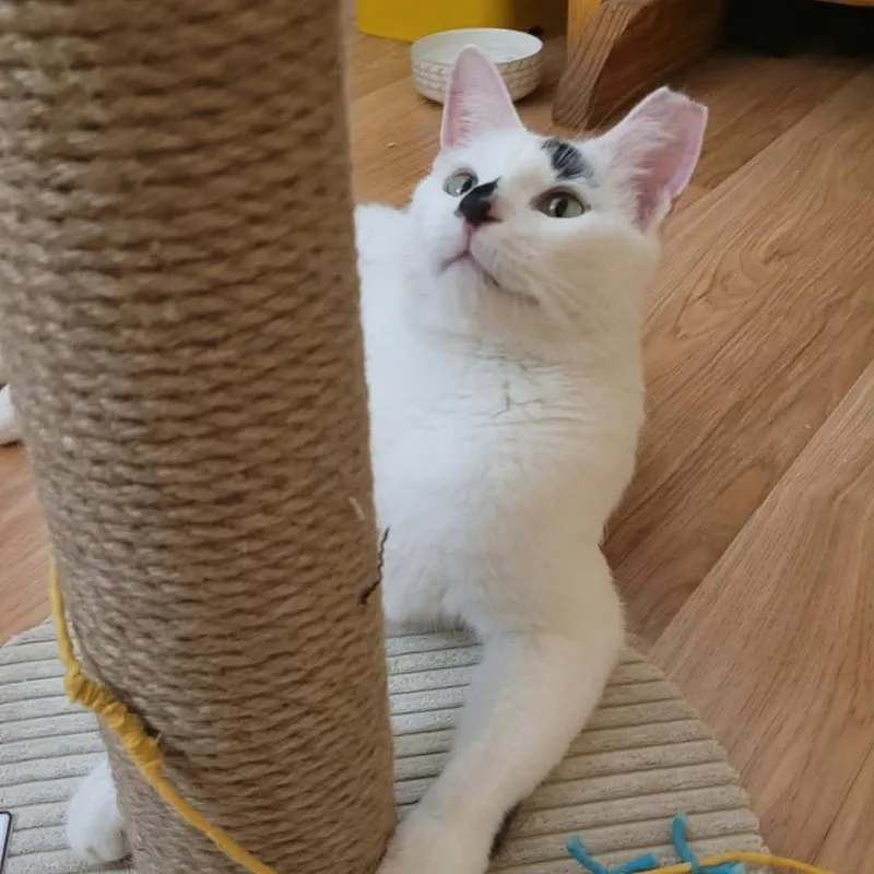 An adult medium-sized male White Domestic Short Hair cat named Mr. Baker for adoption in Chandler, AZ