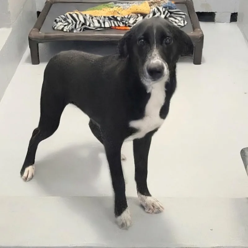 A young medium-sized female Black Labrador Retriever dog named Draculara for adoption in Griswold, CT