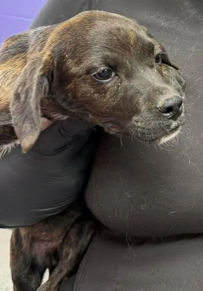 A baby small-sized female Mixed Breed dog named Hershy for adoption in Lavonia, GA
