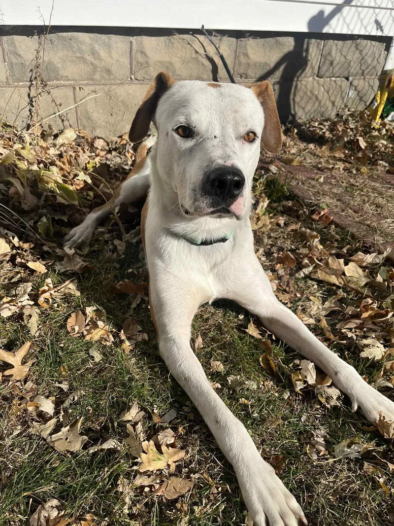 An adult medium-sized male Bicolor Boxer dog named Ace for adoption in Dysart, IA