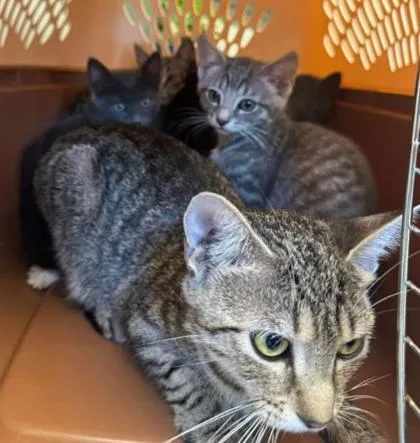 An adult large-sized female Domestic Short Hair cat named Meema for adoption in Atlanta, GA
