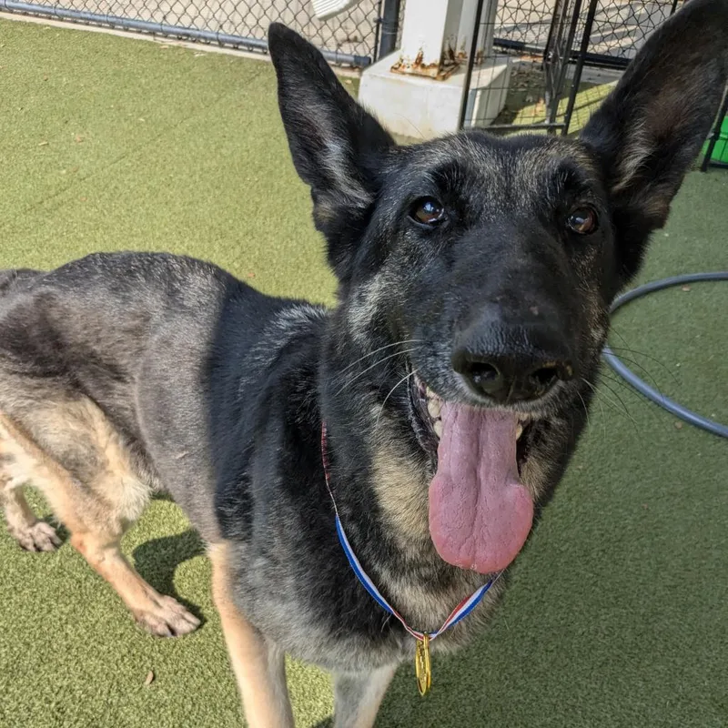 A senior large-sized female Black German Shepherd Dog dog named Mascarpone for adoption in Houston, TX