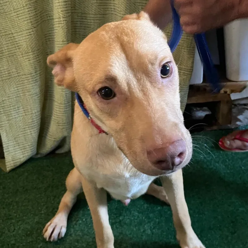 An adult medium-sized male Vizsla dog named Gus for adoption in San Diego, CA