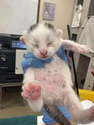 A baby small-sized male Domestic Short Hair cat named Rango for adoption in Palm Coast, FL