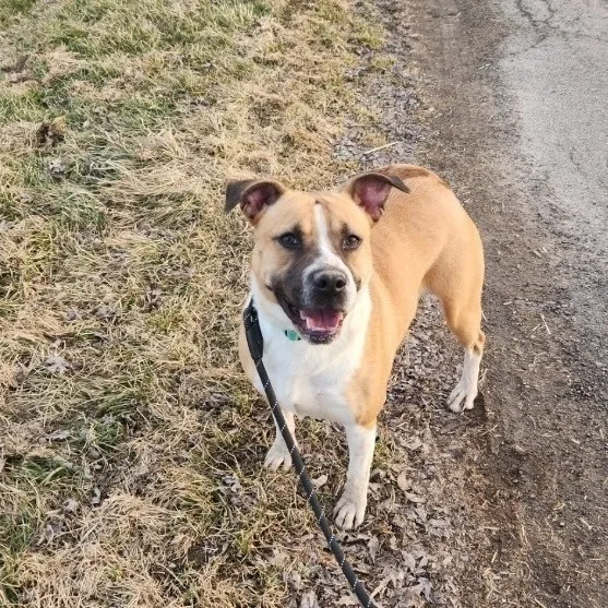 Meadow Lark Sponsored thumbnail 2