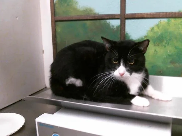 An adult large-sized male Domestic Short Hair cat named Jack for adoption in Houston, TX