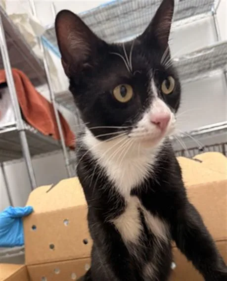 A young medium-sized male Domestic Short Hair cat named Pirate for adoption in Fort Lauderdale, FL