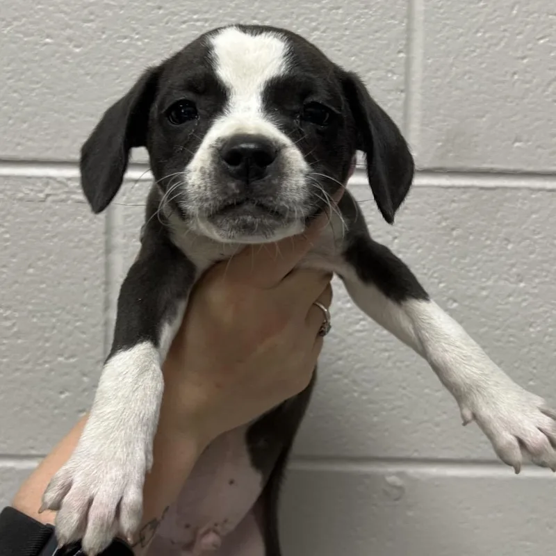 A baby small-sized male Black Mixed Breed dog named Lemon Creme for adoption in Lufkin, TX