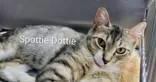 An adult small-sized female Tabby (Brown / Chocolate) Domestic Short Hair cat named Spottie Dottie for adoption in Moline, IL