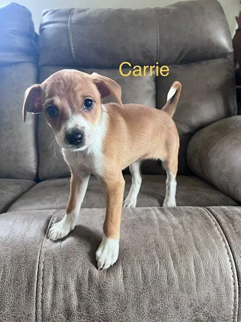 Carrie