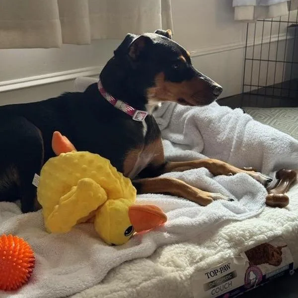 An adult medium-sized female Black Doberman Pinscher dog named Willow for adoption in Pleasanton, CA