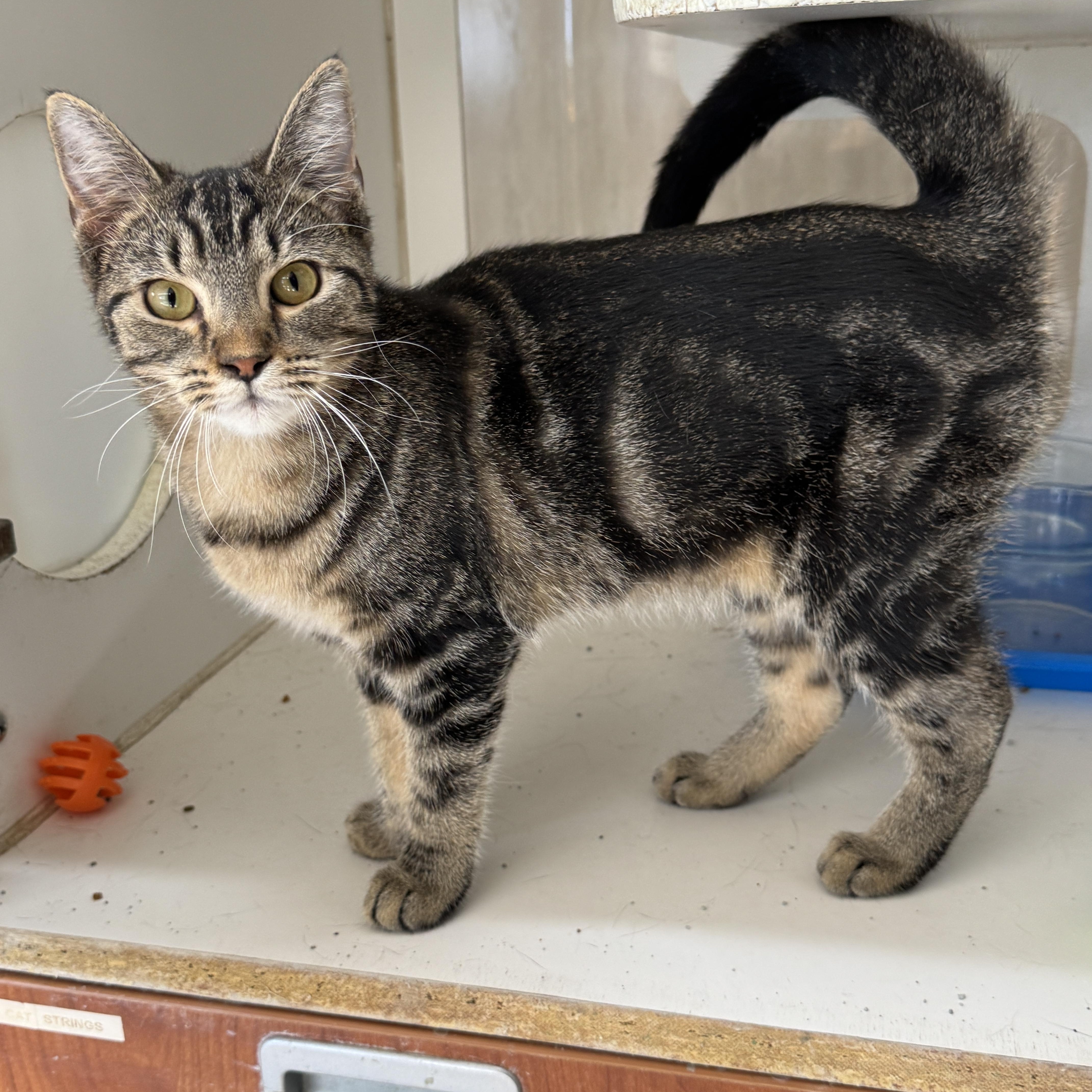 A young medium-sized female Domestic Short Hair cat named Glimmer for adoption in Breese, IL