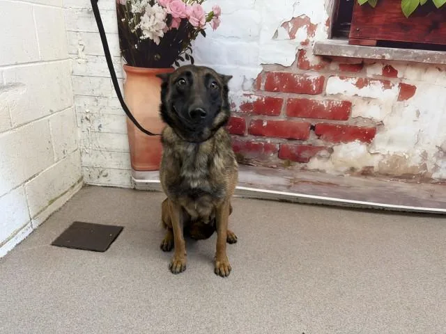 A young medium-sized female Belgian Shepherd / Malinois dog named Buttercup for adoption in San Bernardino, CA