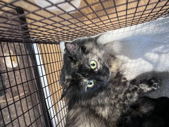 A young medium-sized female Domestic Long Hair cat named Sally for adoption in San Bernardino, CA