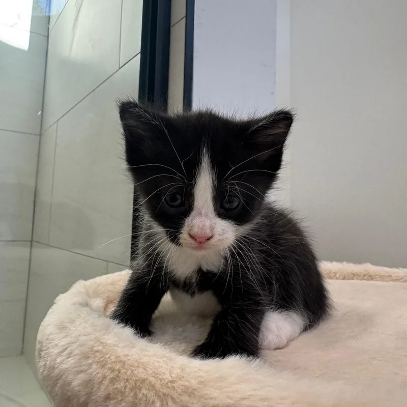 A baby small-sized female Black Domestic Short Hair cat named Harper for adoption in Fort Lauderdale, FL