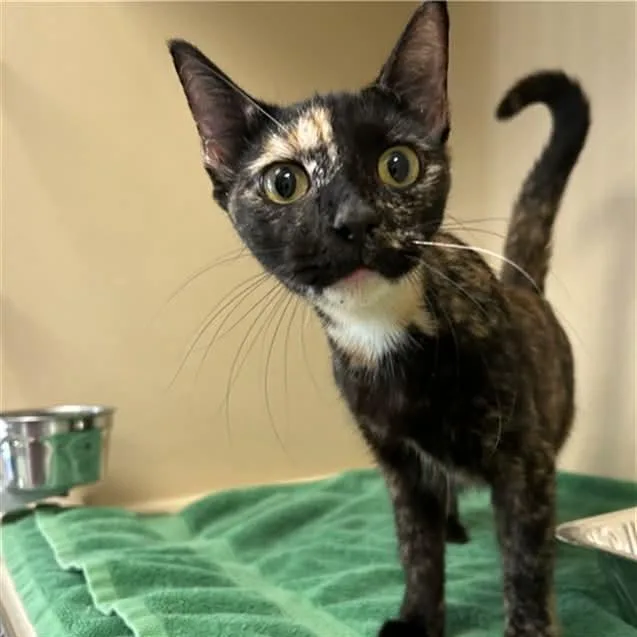 A young medium-sized female Tortoiseshell Domestic Short Hair cat named Saffire for adoption in Mooresville, NC