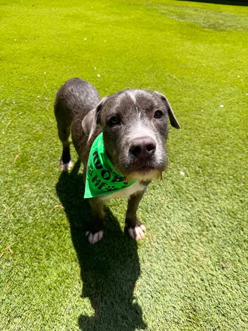 A young medium-sized male Gray / Blue / Silver Labrador Retriever dog named Edward for adoption in Willis, TX