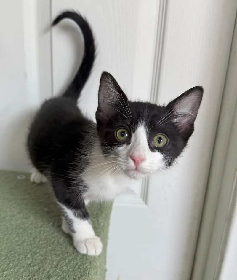 A baby medium-sized female Black Domestic Short Hair cat named Tokio for adoption in Mission Viejo, CA