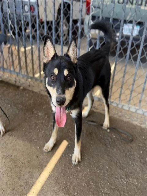 A young medium-sized male German Shepherd Dog dog named Loki for adoption in Riverside, CA