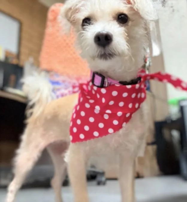 A young medium-sized female Terrier dog named Mamma for adoption in Los Angeles, CA