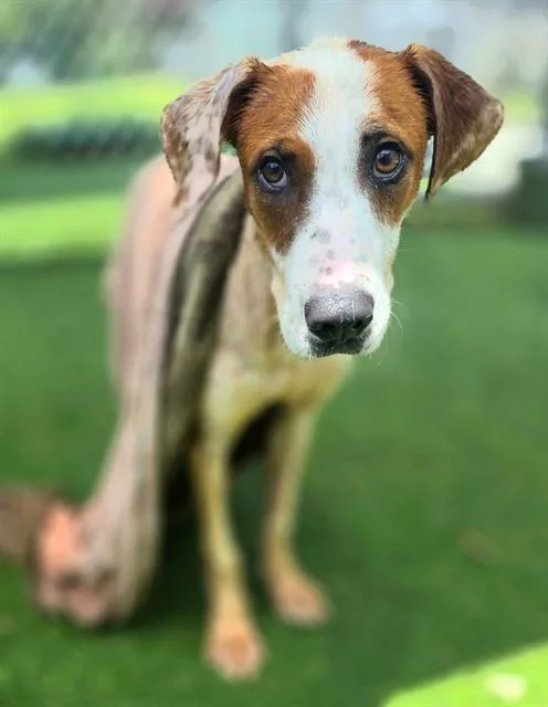 A young small-sized female Mixed Breed dog named Bella for adoption in Columbia, SC