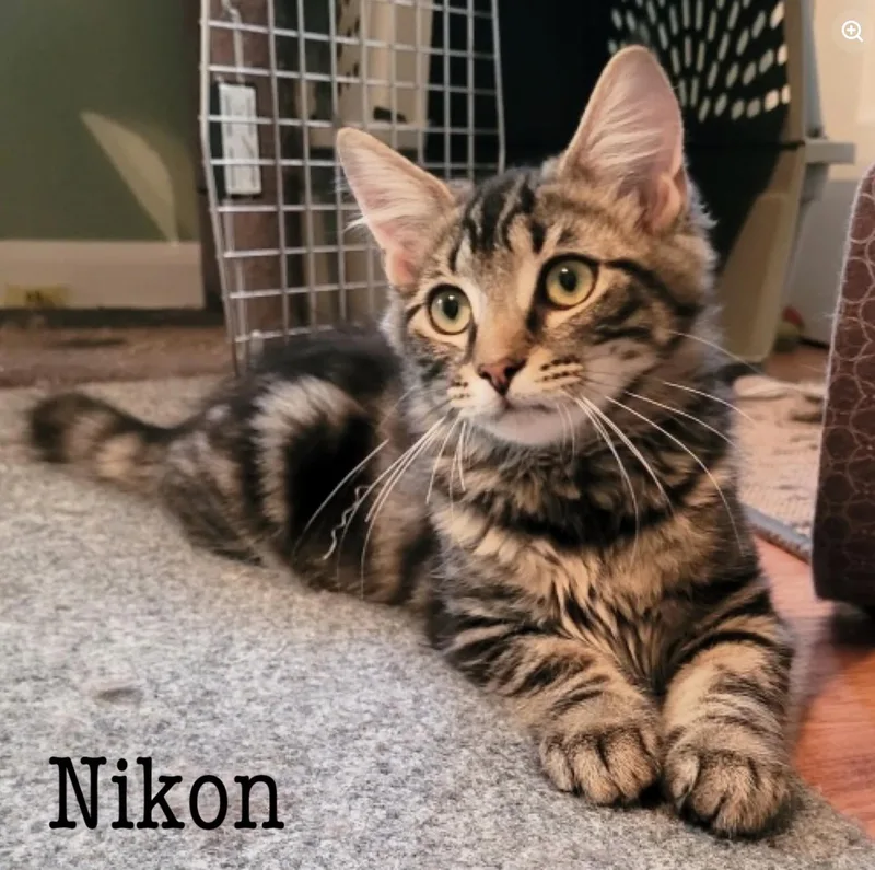 A baby medium-sized female Domestic Short Hair cat named Nikon for adoption in Rochester, NY