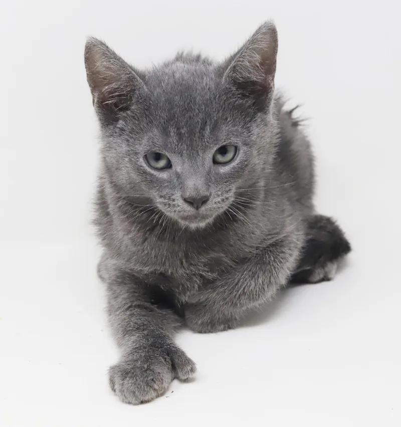 A baby small-sized male Gray / Blue / Silver Russian Blue cat named Patriot  So Handsome for adoption in Bedford Hills, NY